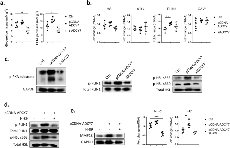 Fig. 6