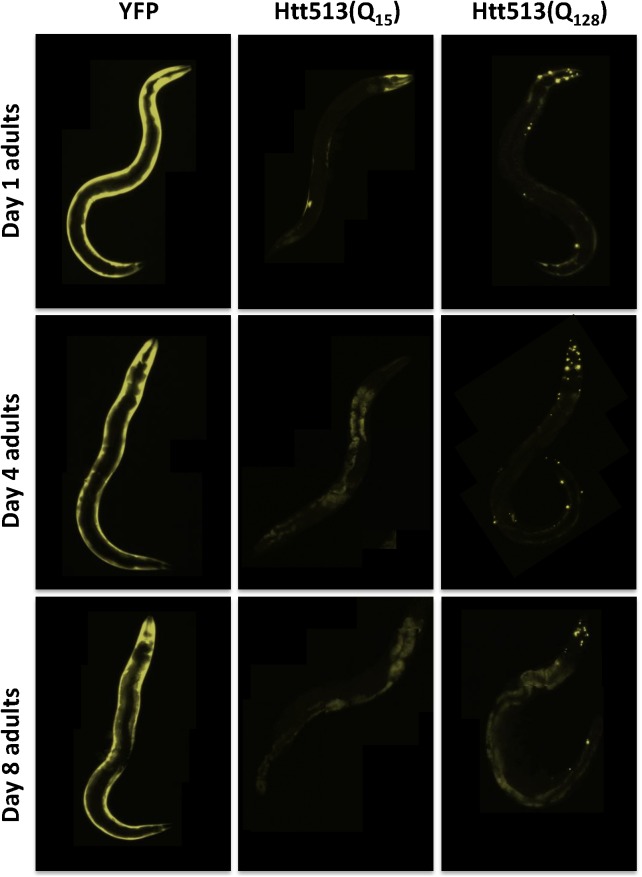 Fig 5