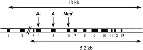 Figure  1