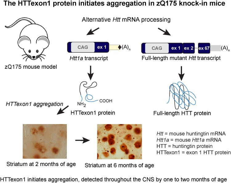 Graphical abstract