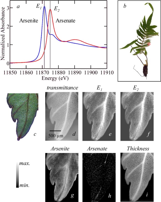 Figure 21