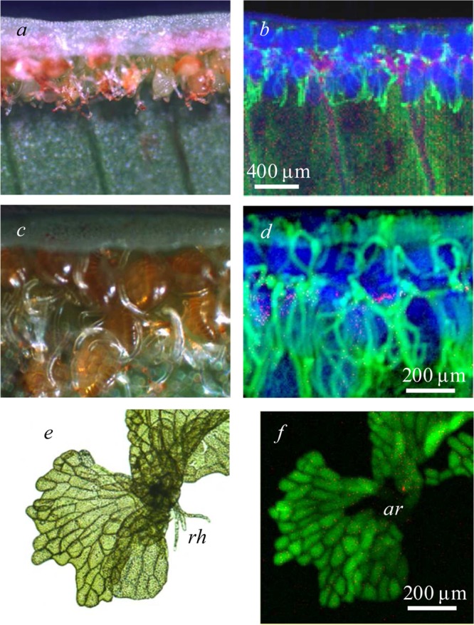 Figure 30