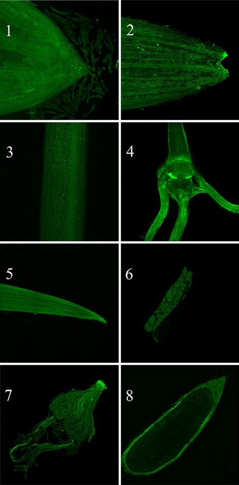 Fig. 4