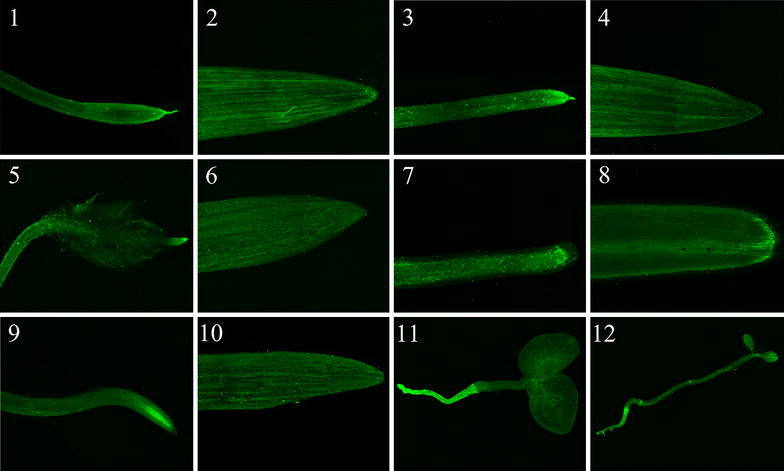 Fig. 7