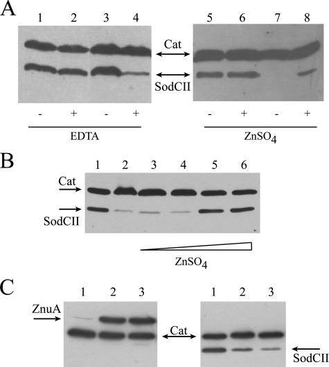 FIGURE 7.