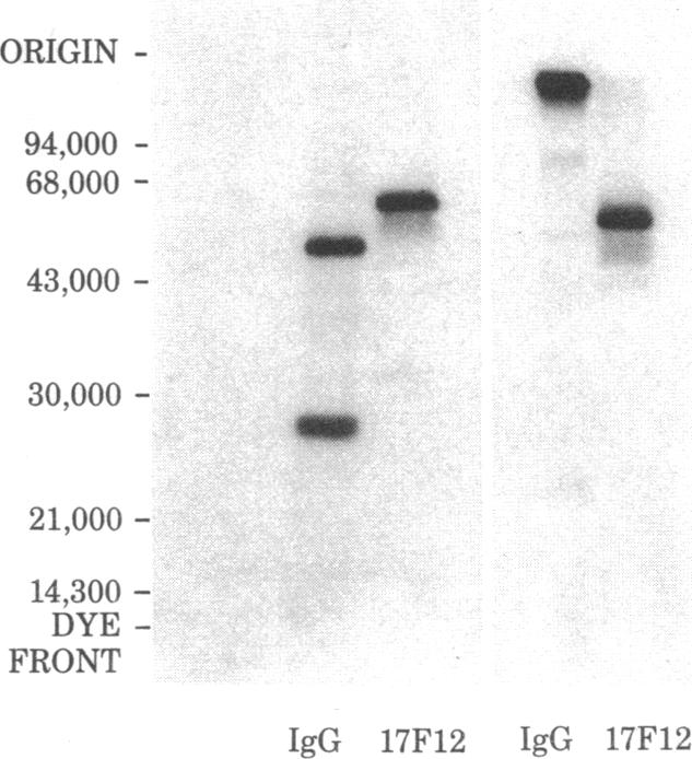 graphic file with name pnas00654-0508-a.jpg