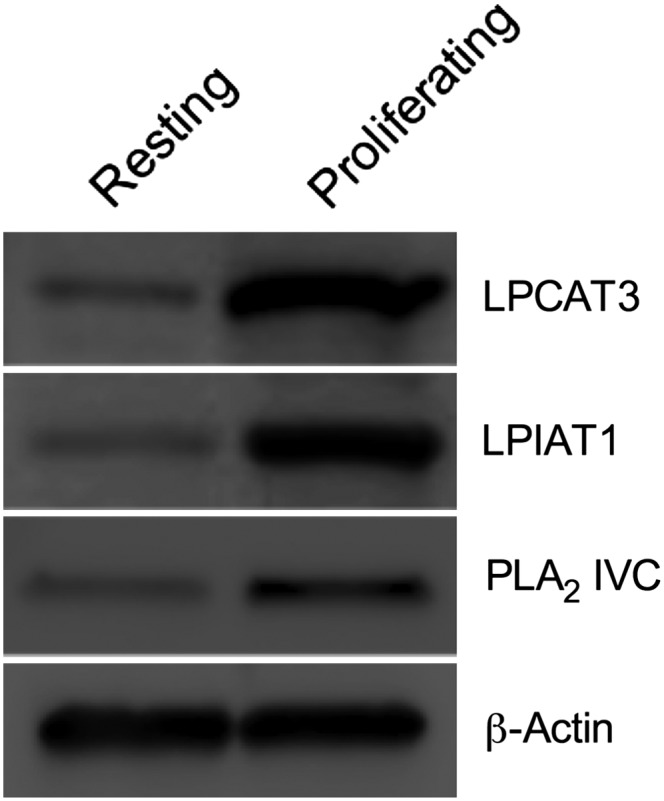 Fig. 12.