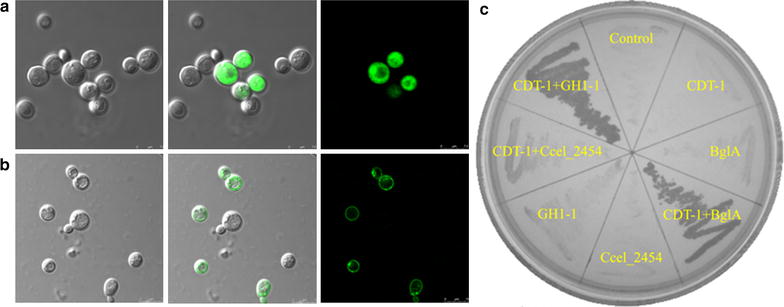 Fig. 2