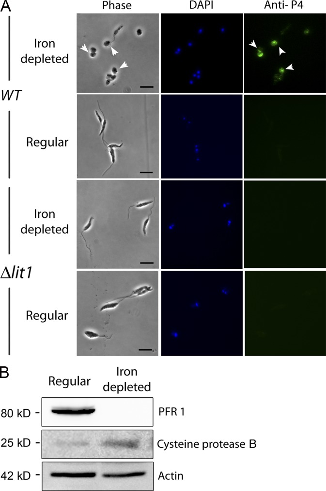 Figure 3.