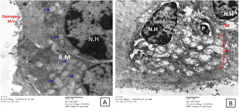 Fig. 3