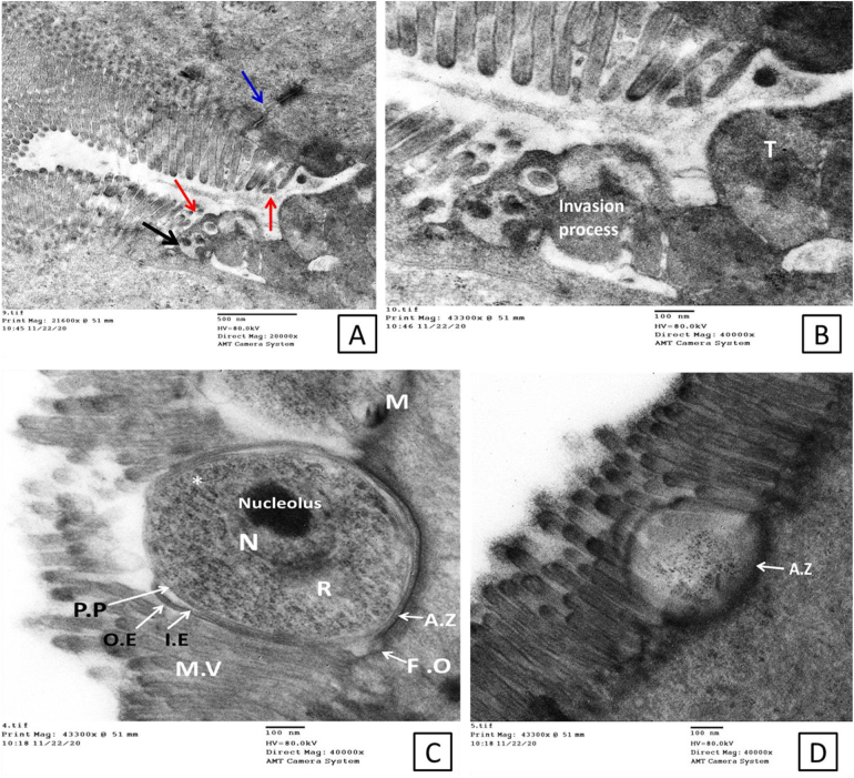 Fig. 4