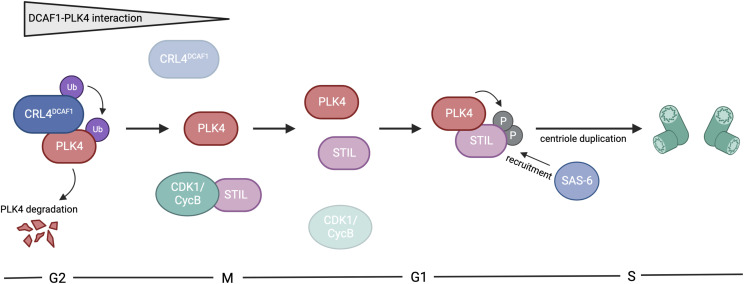 Figure 7.