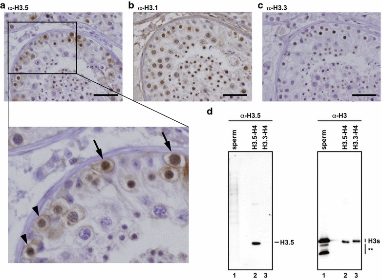 Fig. 7