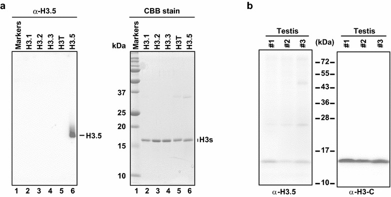 Fig. 6