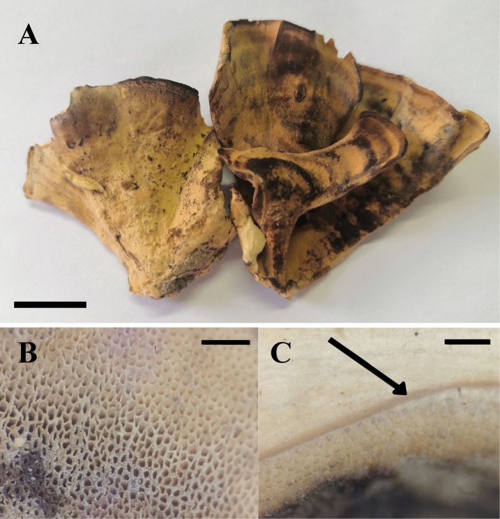 Figure 6.