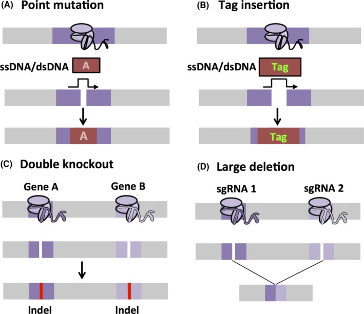 Figure 4