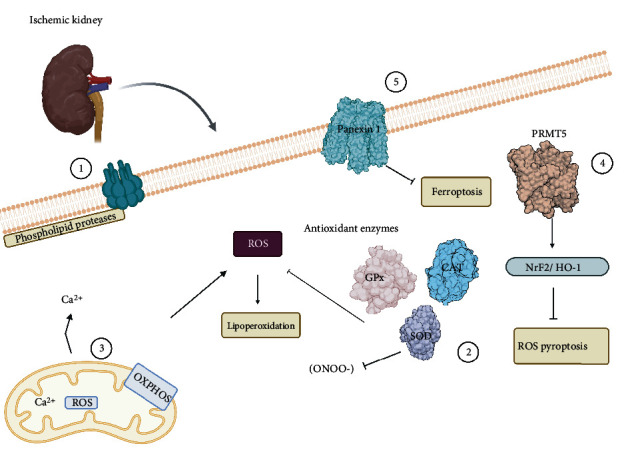 Figure 4