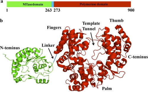 FIGURE 1.