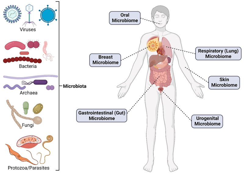 Representative examples of microbiota (left), including viruses, bacteria, archaea, fungi, and protozoa/parasites and different microbiomes of the human body (right), such as the oral microbiome, breast microbiome, respiratory microbiome, skin microbiome, gastrointestinal microbiome, and urogenital microbiome.