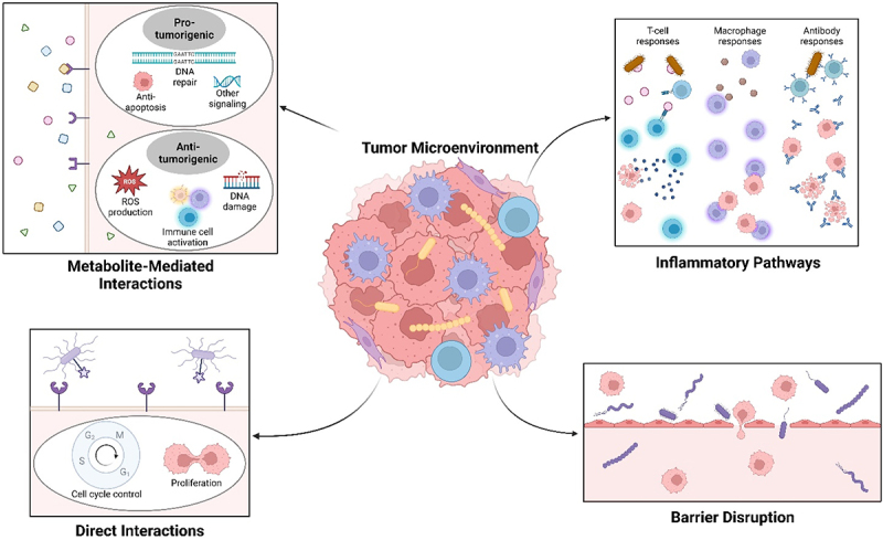 Tumor microenvironment with cancer cells (in red), immune cells (in purple and blue), and microbes (in yellow) (middle), from which four arrows point to insets showing metabolite-mediated interactions (top left), direct interactions (bottom left), inflammatory pathways (top right), and barrier disruption (bottom right). Tumor microenvironment with cancer cells (in red), immune cells (in purple and blue), and microbes (in yellow) (middle), from which four arrows point to insets showing metabolite-mediated interactions (top left), direct interactions (bottom left), inflammatory pathways (top right), and barrier disruption (bottom right). Metabolite-mediated interactions (top left) involves the production of small molecules (shown with various shapes) from microbes interacting with host cells through receptors or by diffusion and can be pro-tumorigenic, including DNA repair methods, anti-apoptosis methods, and other signaling methods, or anti-tumorigenic, including reactive oxygen species production, immune cell activation, or DNA damage mechanisms. Direct interactions (bottom left) involve microbes (in purple) directly affecting host cells, mainly by bypassing cellular arrest mechanisms, shown by a microbe interacting with a cellular receptor. Inflammatory pathways (top right) include host immune cells that are activated by microbes or their metabolites (both in brown), allowing these immune cells to directly attack cancer cells by triggering immune cell-mediated apoptosis or phagocytosis. Barrier disruption (bottom right) mainly involves microbes (in purple) disrupting host barriers to allow for microbes and cancer cells to spread through the body to promote metastasis, seen by the gaps in endothelial barriers allowing for microbes and cancer cells to leave their current niche.