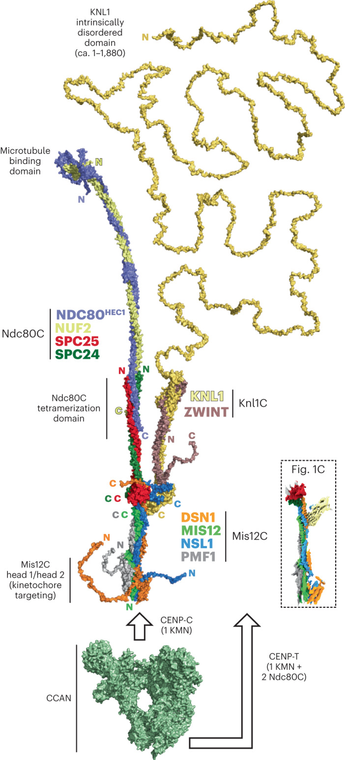 Fig. 7