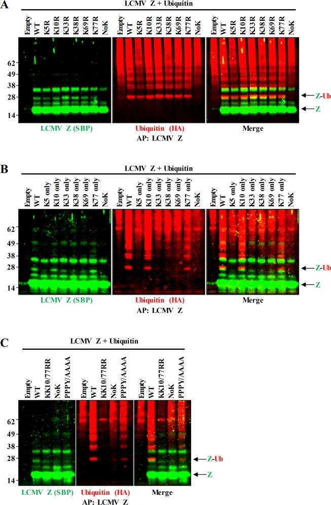 Fig 6