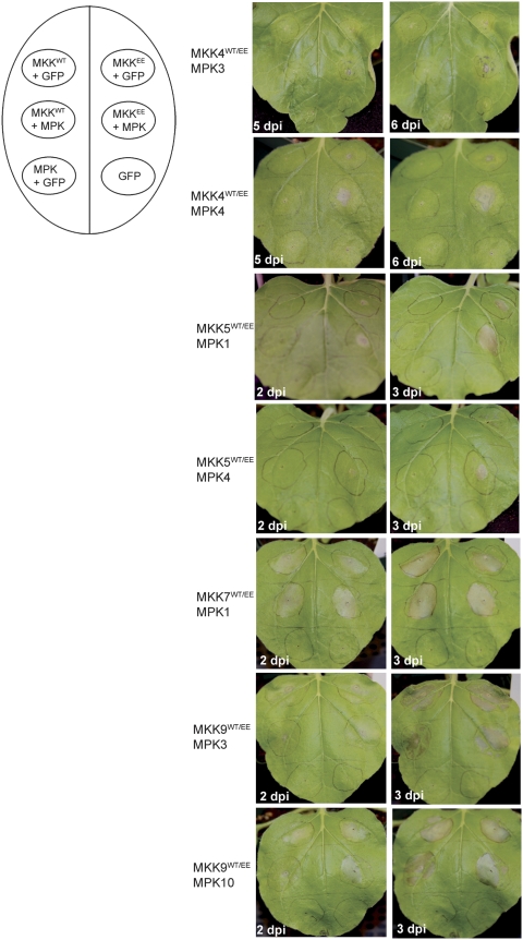 Figure 6.