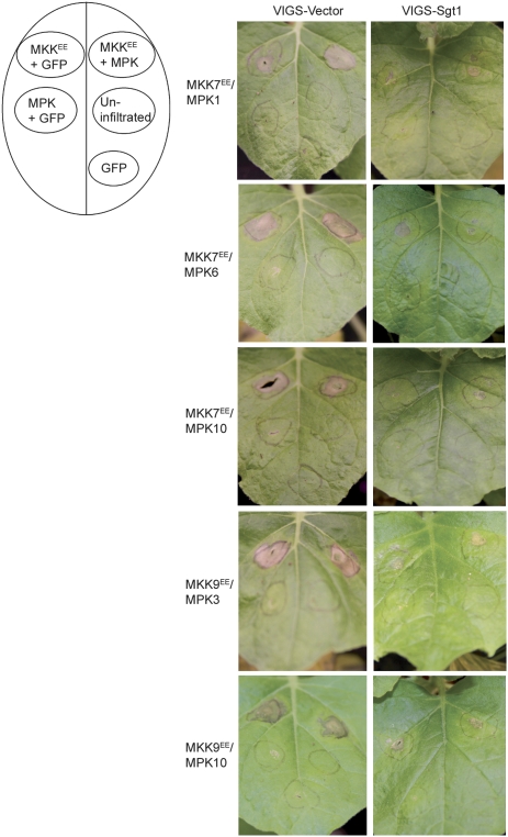 Figure 7.