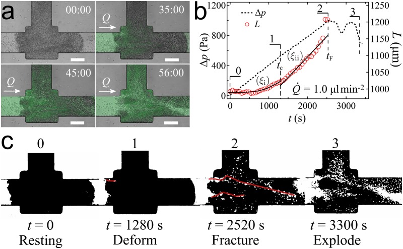 FIG. 2.