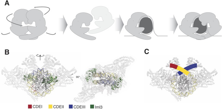 Figure 5—figure supplement 1.