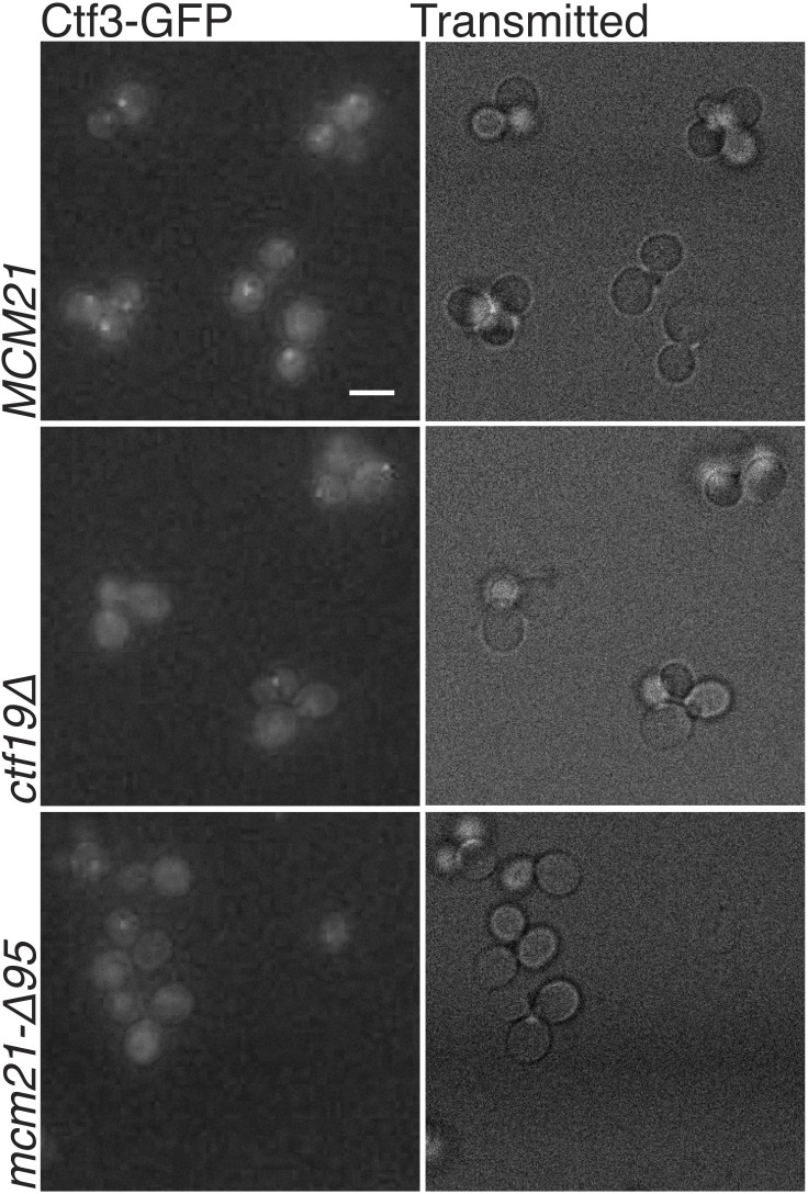 Figure 3—figure supplement 3.