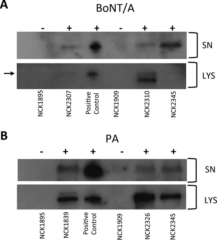 FIG 5