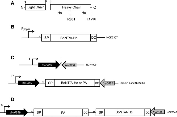 FIG 1