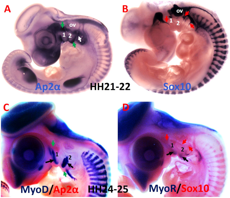 FIGURE 3