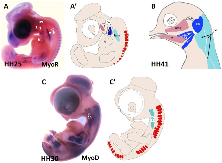 FIGURE 2