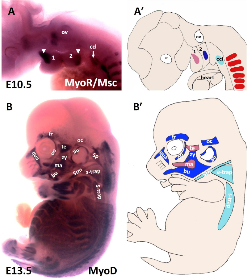 FIGURE 1