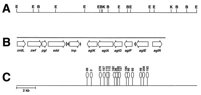 FIG. 1