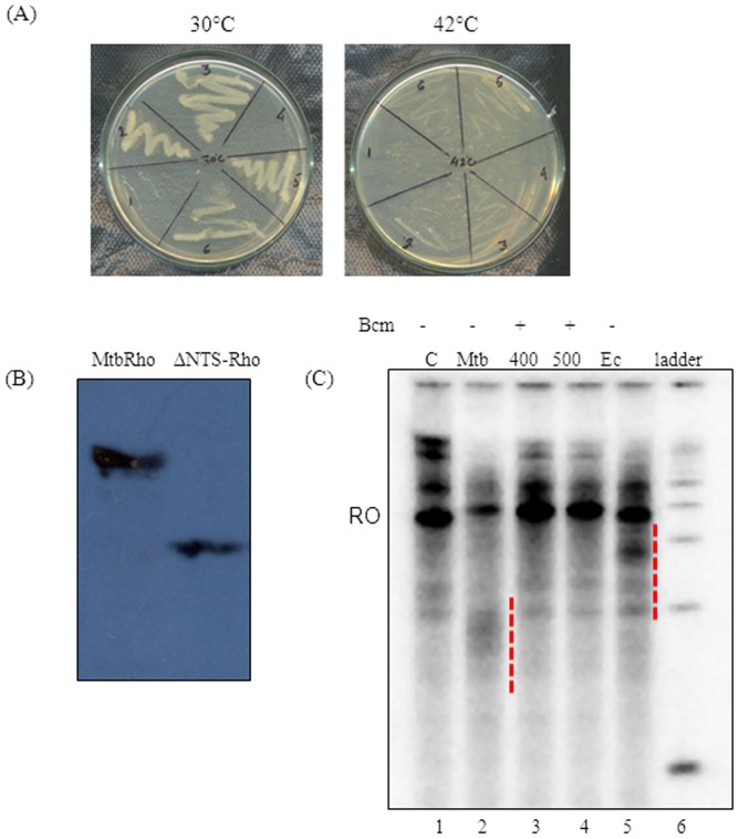 Figure 6