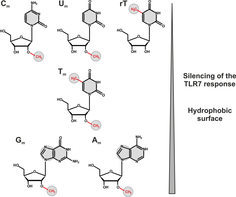 Figure 7.