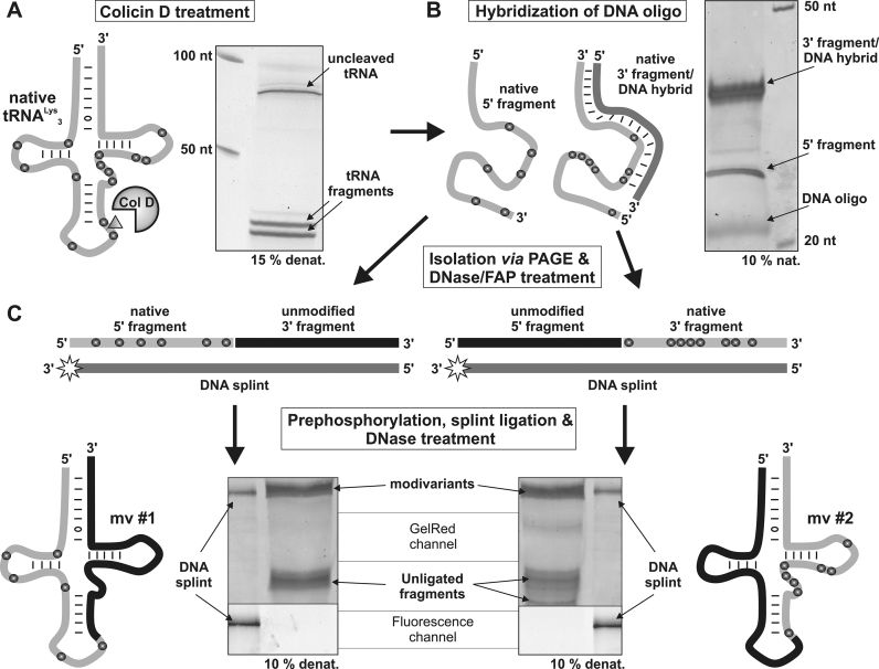 Figure 3.