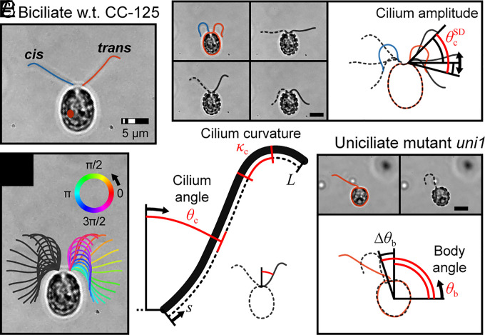 Fig. 2.