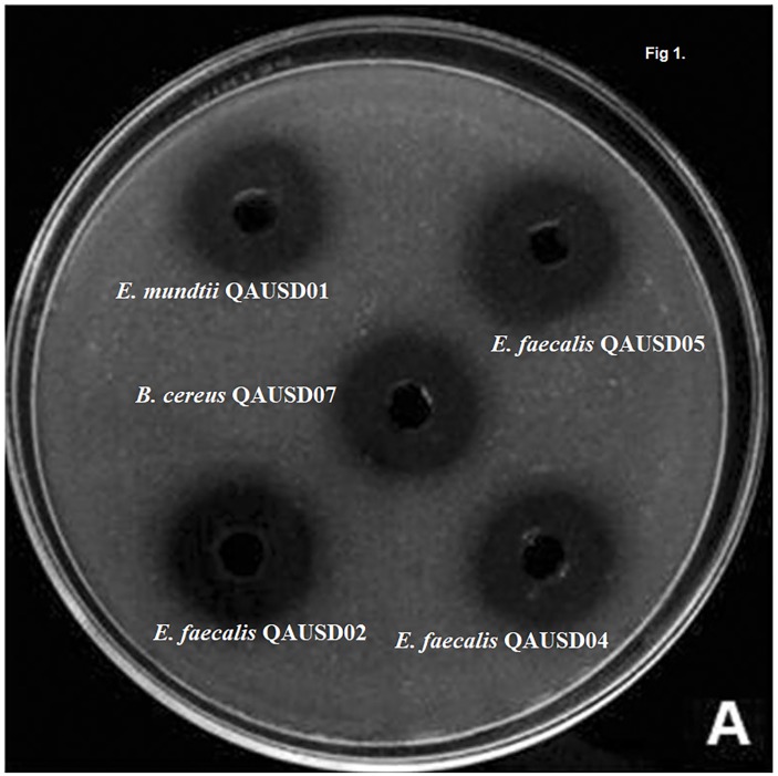 FIGURE 1