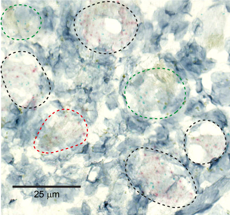 Figure 1—figure supplement 1.