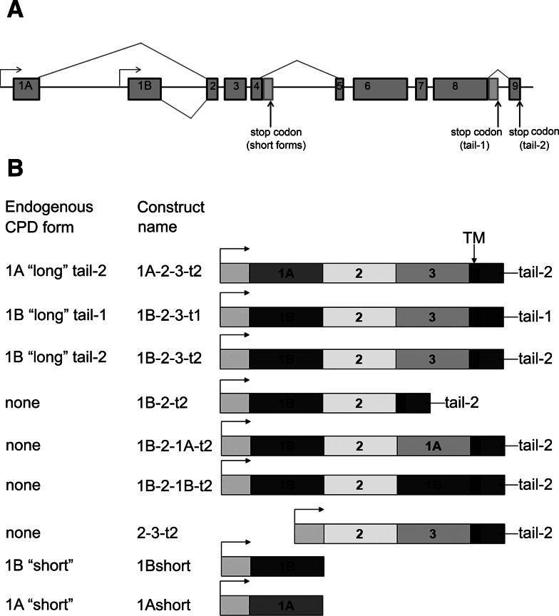 Fig. 1