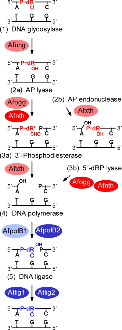 FIG. 6.