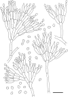 Fig. 3
