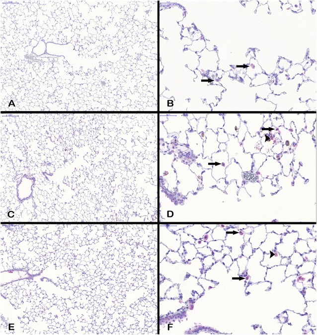 Fig. 8