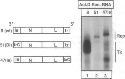 graphic file with name pnas01140-0292-b.jpg