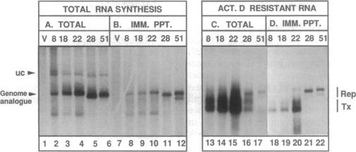 graphic file with name pnas01140-0291-a.jpg