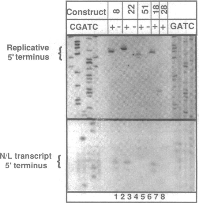 graphic file with name pnas01140-0291-b.jpg